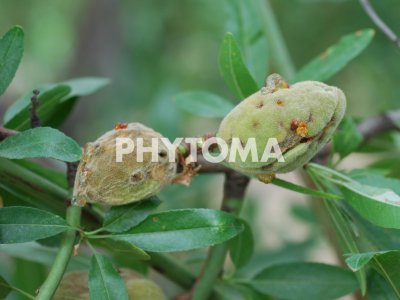 Xanthomonas arborícola pv. pruni